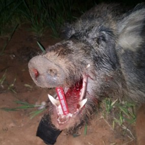 hog hunts with tim herbert