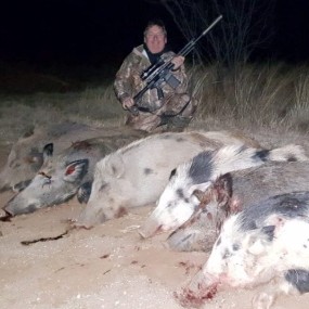 hog hunts with tim herbert